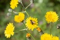 Bee on dandelion flowers in a garden Royalty Free Stock Photo