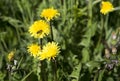 Bee on a Dandelion