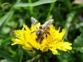 bee on a dandelion Royalty Free Stock Photo