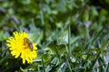 Bee on dandelion Royalty Free Stock Photo