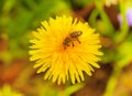 Bee on dandelion Royalty Free Stock Photo