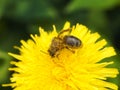 Bee on the dandelion at the start of spring. Royalty Free Stock Photo