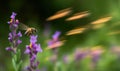 bee darts through motion-blurred flowers with lightning speed and precision. Creating using generative AI tools