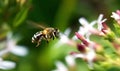 The bee darts through motion-blurred flowers with lightning speed and precision Creating using generative AI tools