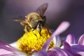 Bee detail on garden mums Royalty Free Stock Photo