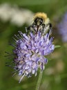 Bee on Devil`s-bit Scabious