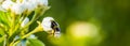 Bee disappearing in a white rose, bee pollinating a flower, insect in macro closeup, nature background Royalty Free Stock Photo