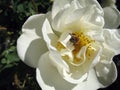 Bee In Dog-rose Flower