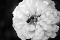 Bee on Flower in Black and White