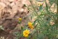 Bee on double orange marigold, genus Tagetes, or species Calendula officinalis brighten up the autumn garden