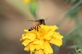 Bee on double orange marigold, genus Tagetes, or species Calendula officinalis brighten up the autumn garden