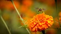 Bee on double orange marigold