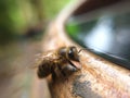 Bee drink warter Royalty Free Stock Photo