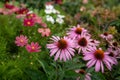 A bee drinking nectar from echinacea purpurea. Royalty Free Stock Photo