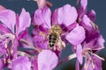 Bee Drinking nectar from Fireweed Royalty Free Stock Photo