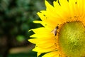 Bee drinking nectar from a sunflower pollen, Yellow flower with