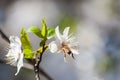 Bee drinking nectar from white wildflower Royalty Free Stock Photo
