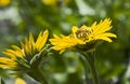 Bee Drinking Nectar from Yellow Daisy Royalty Free Stock Photo