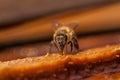 The bee is drinking water.Macro.Insect Royalty Free Stock Photo
