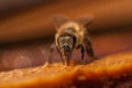 The bee is drinking water.Macro.Insect Royalty Free Stock Photo