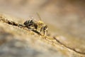 Bee drinking water. Macro shot of honey bee, Apis mellifera Royalty Free Stock Photo