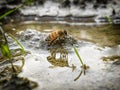 Bee drinking water in a puddle Royalty Free Stock Photo