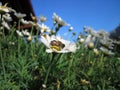 A bee drinks nectar from a daisy Royalty Free Stock Photo