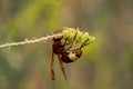 A bee drinks nectar in the desert Royalty Free Stock Photo