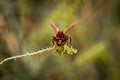 A bee drinks nectar in the desert Royalty Free Stock Photo
