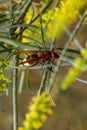 A bee drinks nectar in the desert Royalty Free Stock Photo