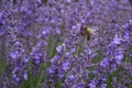 A bee drinks nectar from the lavender flower Royalty Free Stock Photo