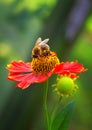 Bee drinks nectar sitting on a flower Royalty Free Stock Photo