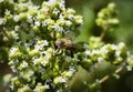 A bee drinks nectar from a white Majorana flower Royalty Free Stock Photo