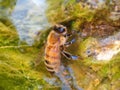 Bee drinks water on a creek Royalty Free Stock Photo