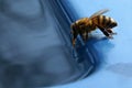 The bee drinks water Royalty Free Stock Photo