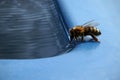 The bee drinks water Royalty Free Stock Photo