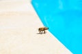 The bee drinks water in the summer Royalty Free Stock Photo
