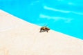 The bee drinks water in the summer Royalty Free Stock Photo