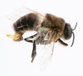 A bee drone male bee close up with with visible genital organs