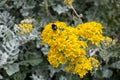 Bee on Dusty-miller, Jacobaea maritima, flowering in Polzeath Cornwall