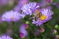 Bee eat pollen of flower Spring flower and bee pollinated violet flowering Royalty Free Stock Photo