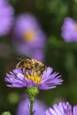 Bee eat pollen of flower Spring flower and bee pollinated violet flowering flower Royalty Free Stock Photo