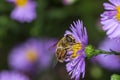 Bee eat pollen of flower Spring flower and bee pollinated violet flowering flower Royalty Free Stock Photo