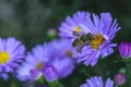 Bee eat pollen of flower Spring flower and bee pollinated violet flowering flower Royalty Free Stock Photo