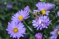 Bee eat pollen of flower Spring flower and bee pollinated violet flowering flower Royalty Free Stock Photo