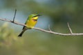 Bee eater.South Africa