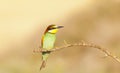 Bee-eater