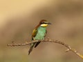 Bee-eater