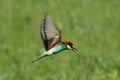 Bee-eater