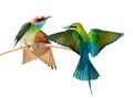 Bee Eater bird